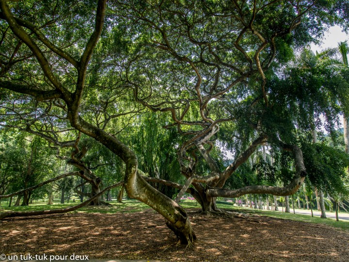 jardin botannique-9.jpg