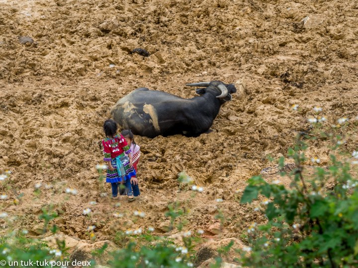 Buffle et enfants dans la boue