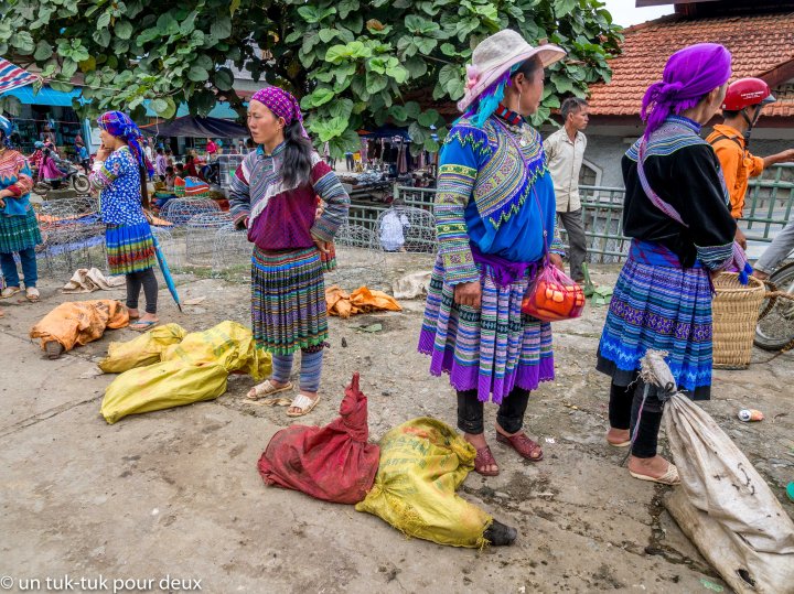 Vendeuses de porcs au marché de Bac Ha