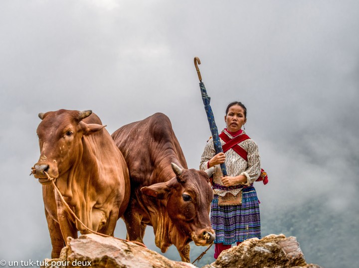 H'mong fleurs et ses vaches