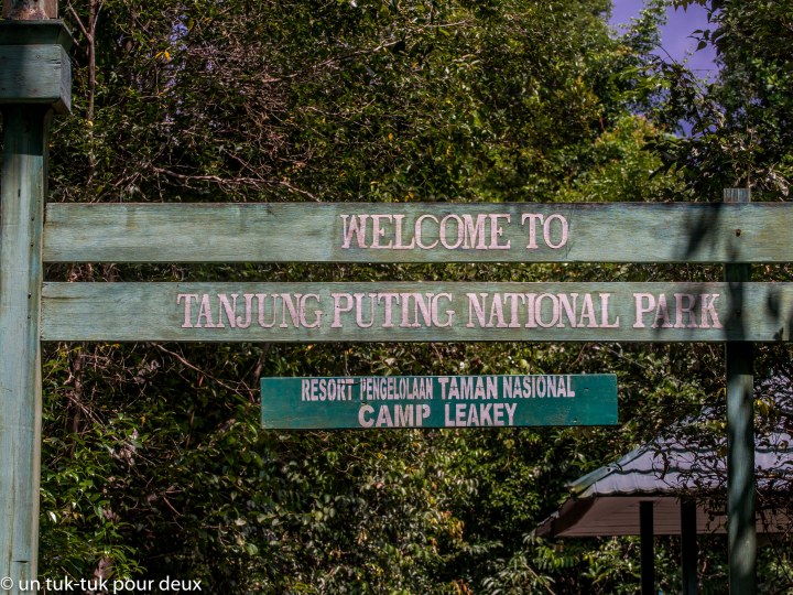 Grand rendez-vous avec les&nbsp;orangs-outans