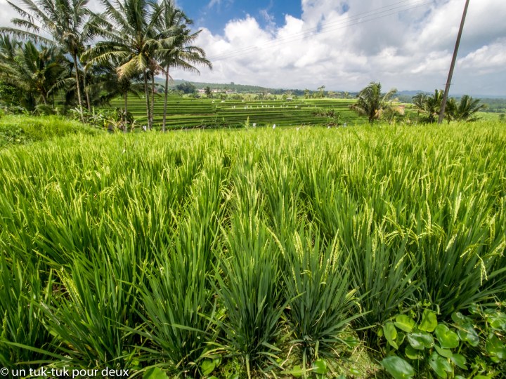 A-Ubud-nord est-41.jpg