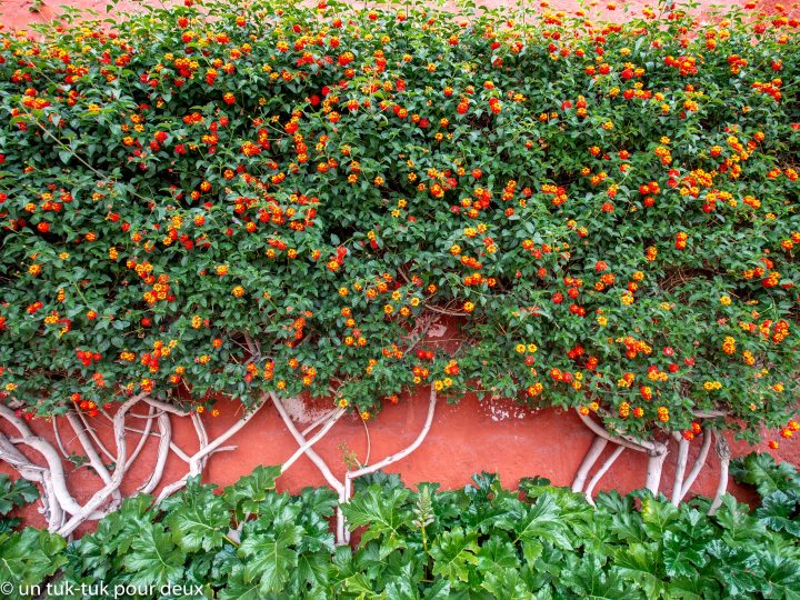 À Arequipa, la laine d&rsquo;alpaga c&rsquo;est nous qui la&nbsp;lama