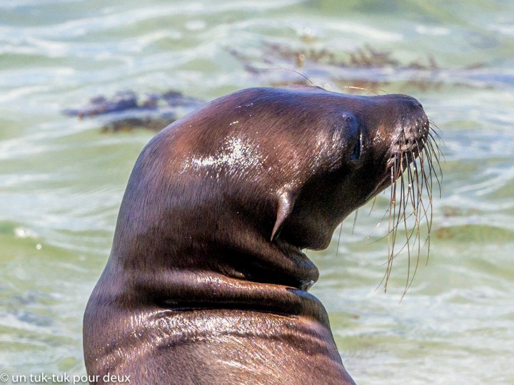 Galápagos : Isla Isabela como la&nbsp;miel(a)
