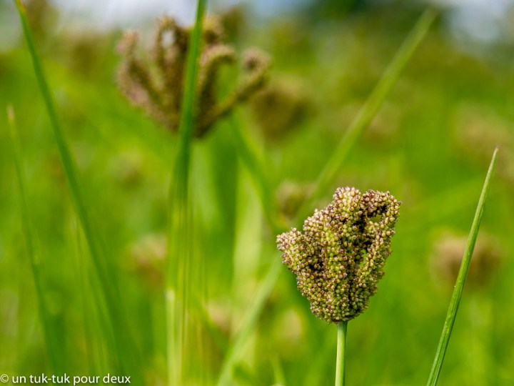 En amour avec&nbsp;Bandipur