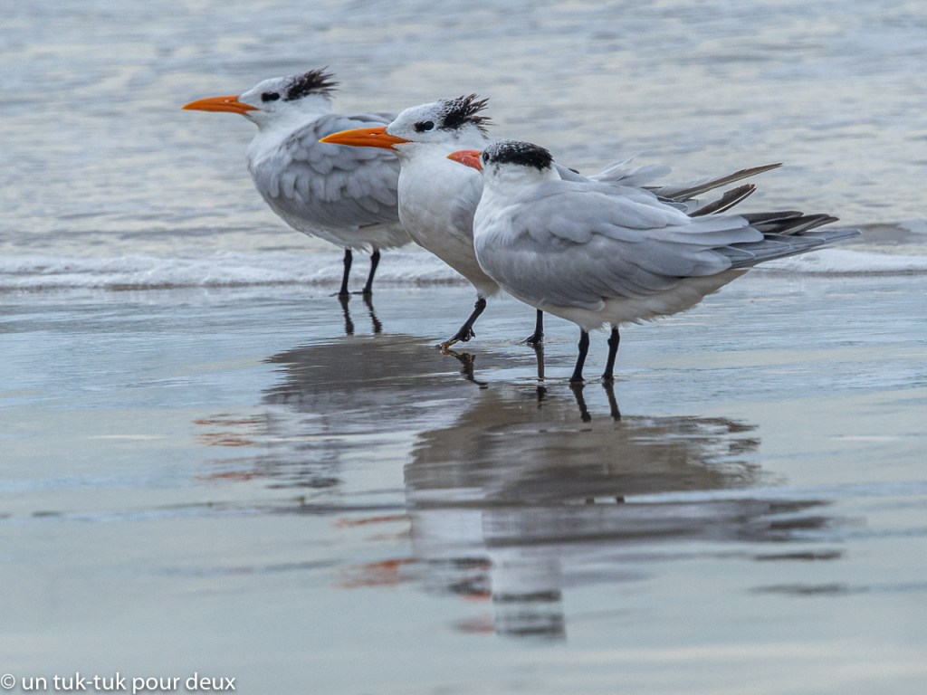 Jalama et L.A., étoiles de mer et de cinéma – Un tuk-tuk pour deux, image size:1024x768