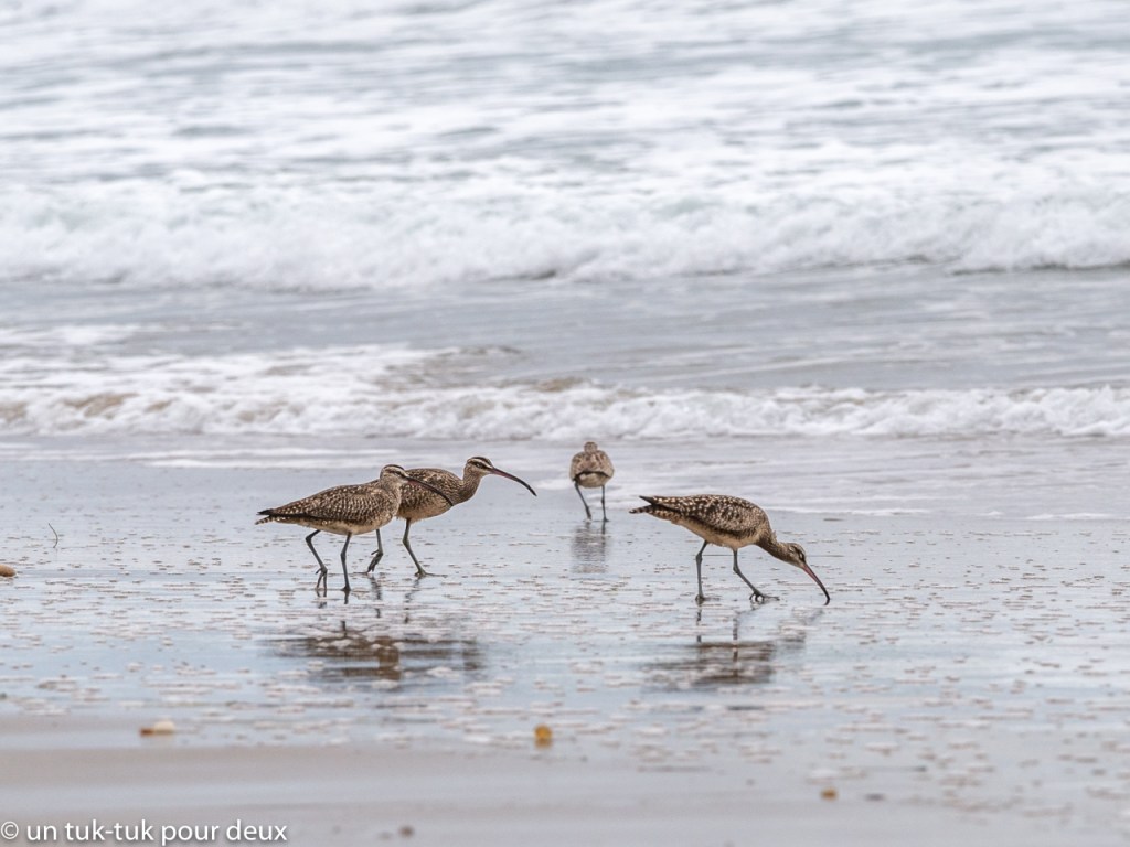 Jalama et L.A., étoiles de mer et de cinéma – Un tuk-tuk pour deux, image size:1024x768