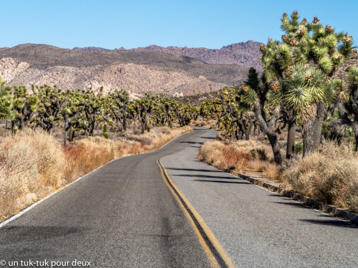 Le parc national de Joshua Tree, pas juste inspirant pour&nbsp;U2