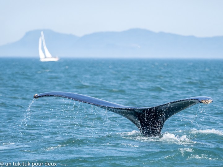 Roadtrip sur la Côte-Nord du Québec, 13 jours de Bergeronnes à&nbsp;Natashquan
