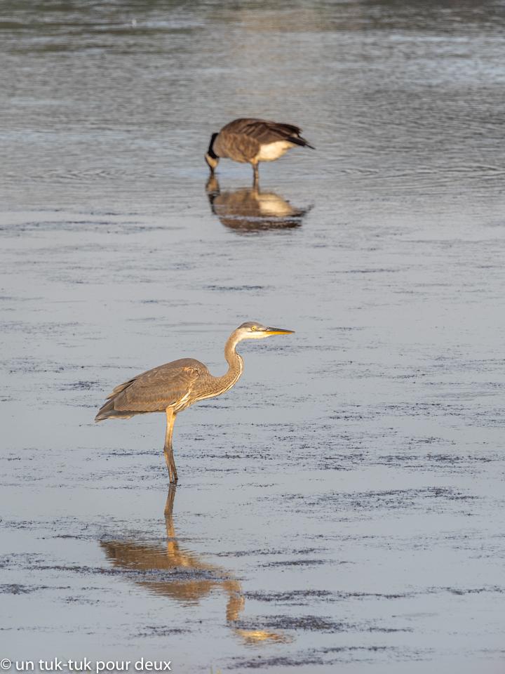 Grand Héron, Site ornithologique du marais de Gros-Cacouna