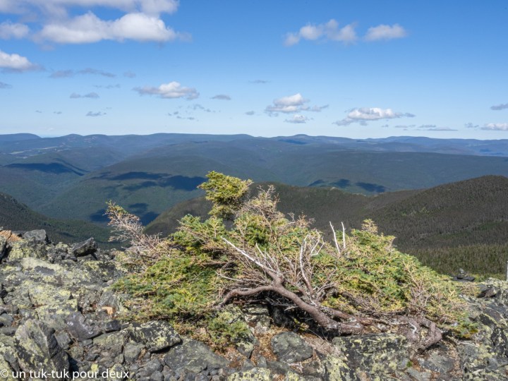 Sommet du Mont-Albert