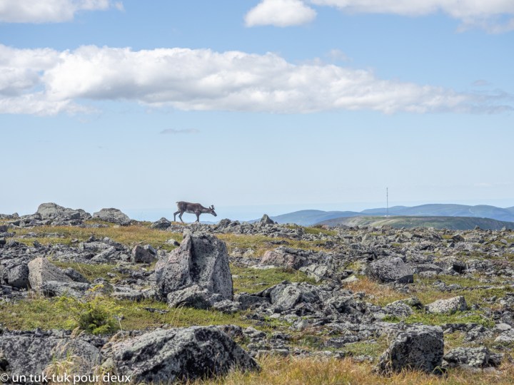 Caribou, Sommet du Mont-Jacques-Cartier