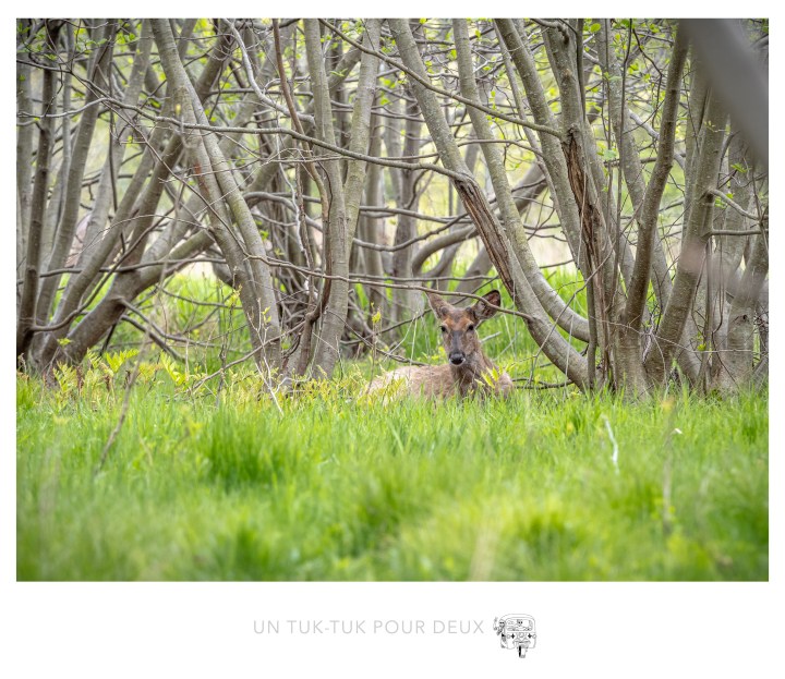 Parc national des îles de Boucherville, notre pied-à-terre à deux pas de&nbsp;Montréal