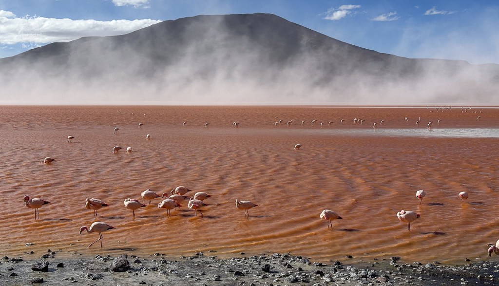 Enfin, le moment tant attendu, le moment fort de ce voyage en Bolivie est arrivé.
Découvrez avec nous des paysages à couper le souffle qui donnent parfois l'impression d'être sur une autre planète et des animaux très élégants.
Avec ce Grand tour du Sud Lipez et du Salar d'Uyuni, la plus grande étendue de sel au monde, vous serez, tout comme nous, sous le charme.
Bonne lecture!
#tupiza #salarduyuni #sudlipez #Bolivie #Ameriquedusud #Bolivia #untuktukpourdeux #voyageBolivie #TripBolivia #salar #sel #Laguna Kollpa
#Salar de Chalviri
#Thermes de Porques
#Laguna Verde
#SanPedredeAtacama
#VolacanLincancabur
#DesiertodeDali
#soldeManana
#LagunaColorada
#FlamantsRose

#gigogne