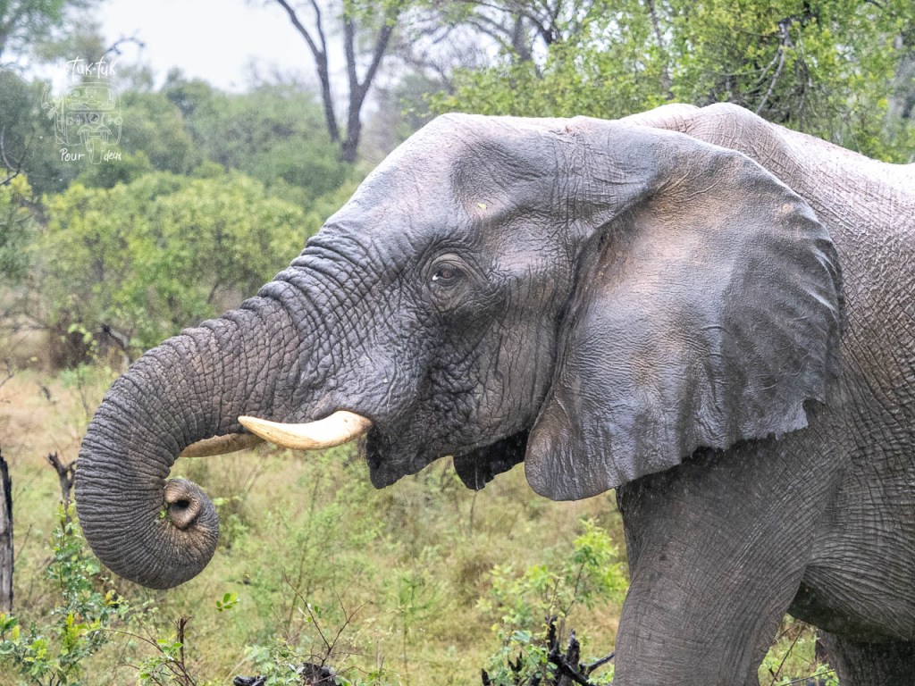 Éléphant avec une trompe enroulée, se tenant dans un environnement naturel verdoyant.
