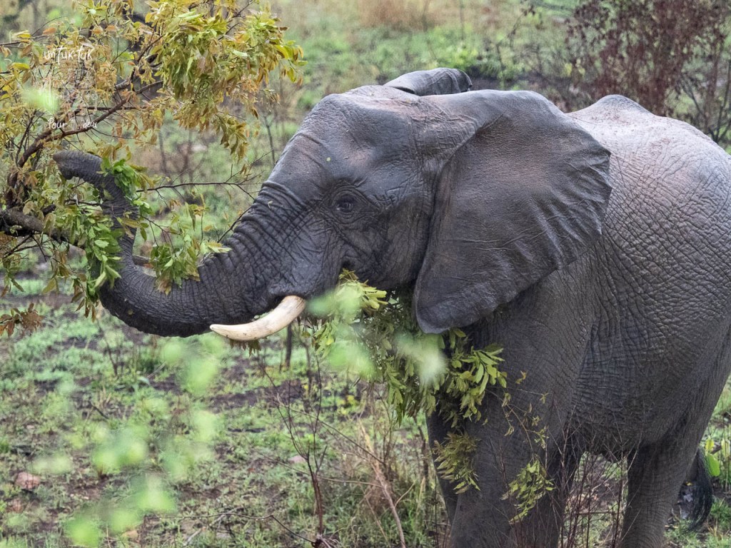 Éléphant se nourrissant de feuilles dans la savane.