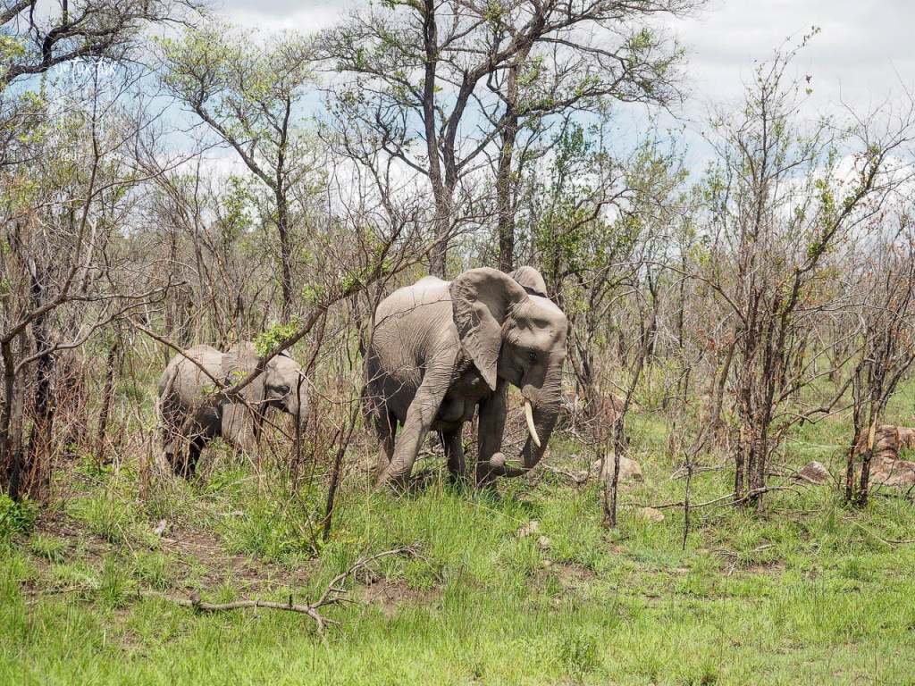 Deux éléphants marchant à travers un paysage boisé avec des arbres et de l'herbe verte.