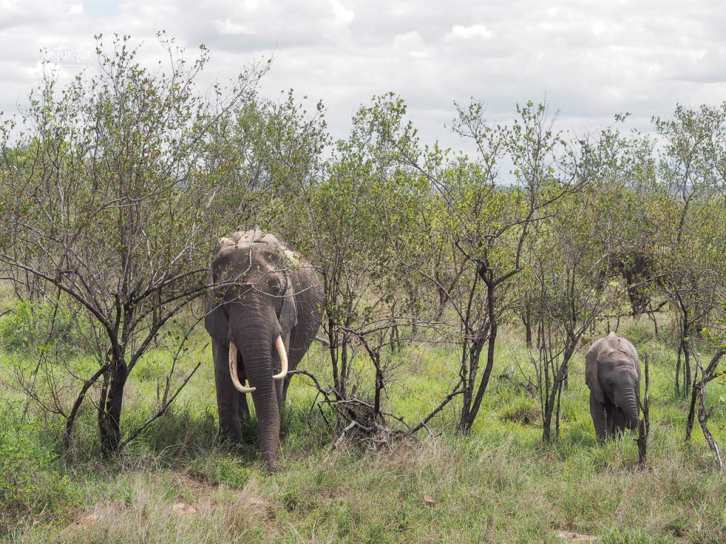 Deux éléphants parmi des buissons verts sous un ciel nuageux.