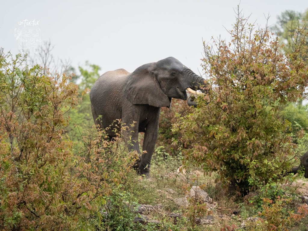 Un éléphant se nourrit en mangeant des feuilles d'arbustes dans un environnement naturel.