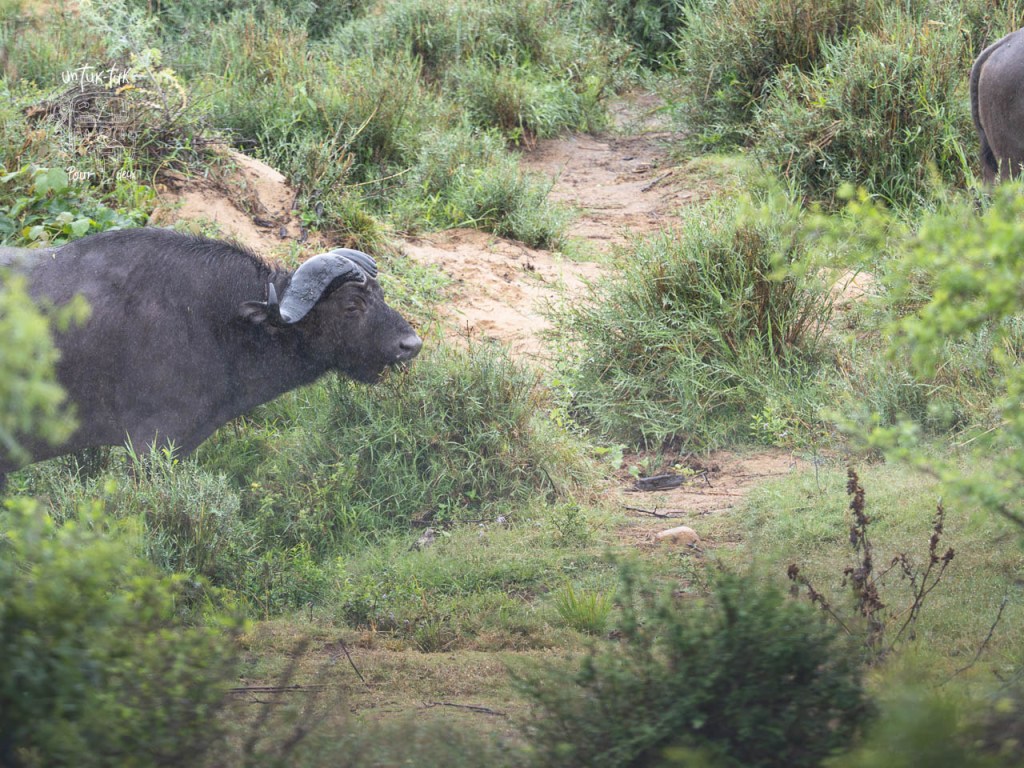 Un buffle se déplace à travers une zone herbeuse, entouré de verdure.