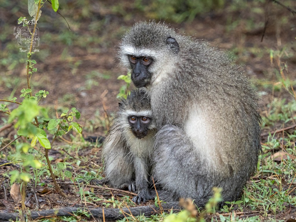 Une mère singe et son petit se blottissent dans la végétation, partageant un moment tendre.