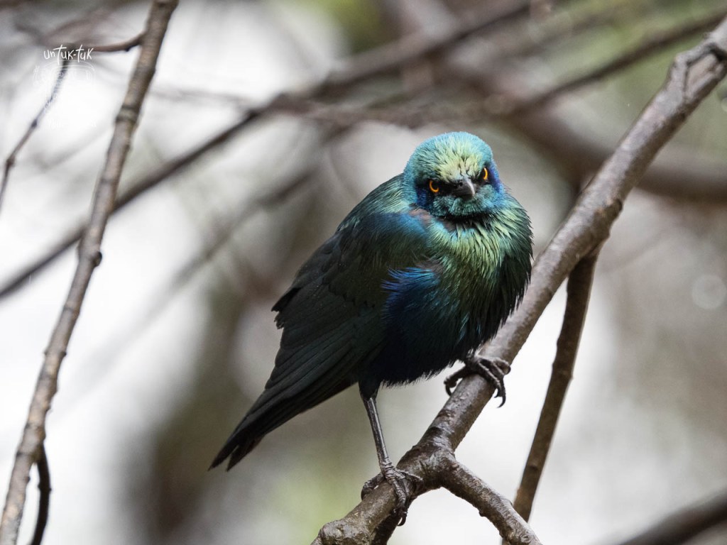 Un oiseau aux plumes iridescentes vertes et bleues, perché sur une branche, avec un regard dépeignant une certaine curiosité.