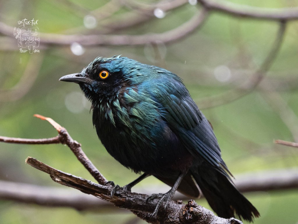 Un oiseau aux plumes brillantes, vert et noir, perché sur une branche avec un fond flou et des gouttes de pluie.