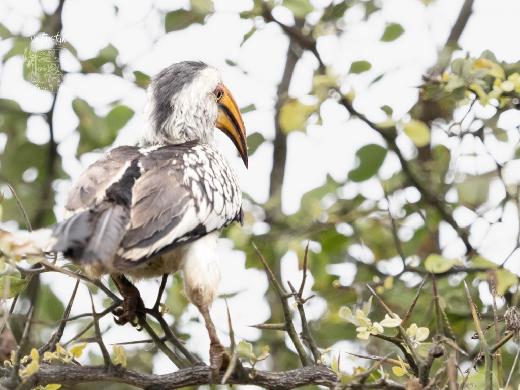 Un oiseau perché sur une branche, avec un plumage gris et blanc et un long bec orange, entouré de feuillage.