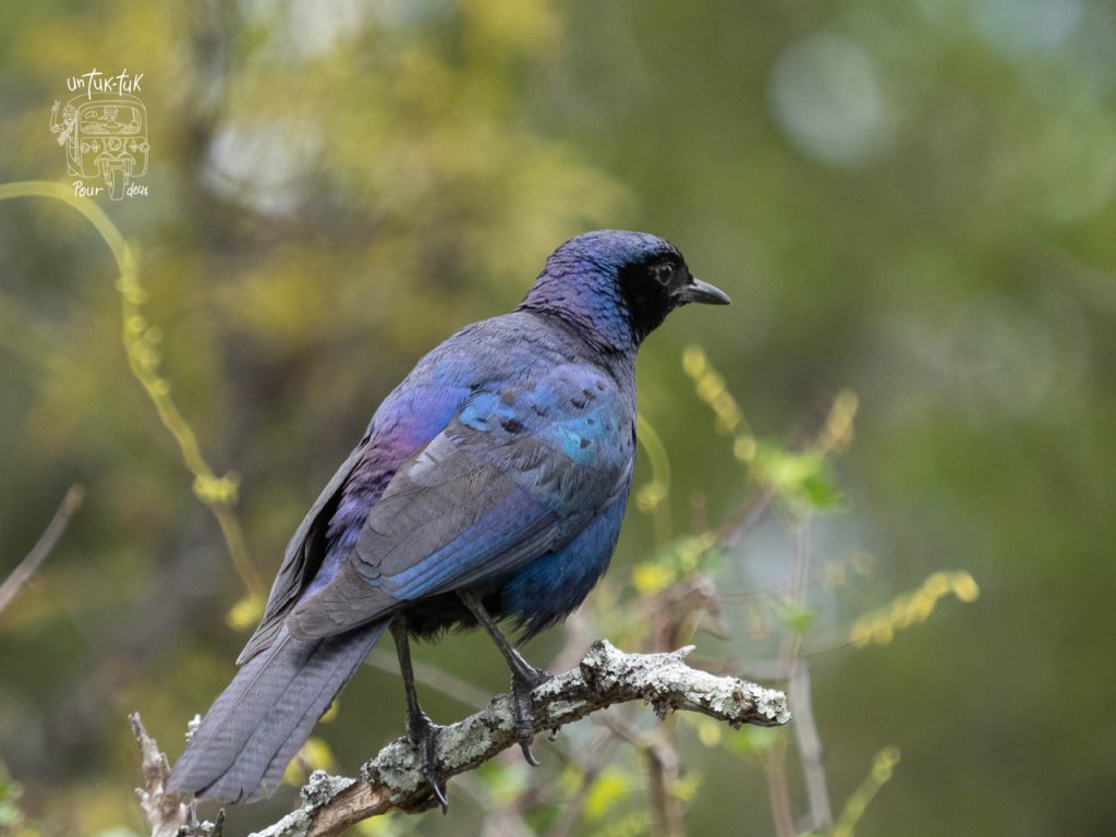 Un oiseau aux plumes iridescentes bleu et violet, perché sur une branche, avec un fond d'arbres flous.