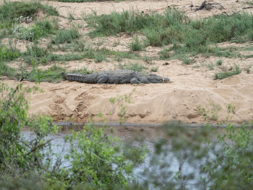 Un crocodile allongé sur le sable près d'une étendue d'eau, entouré de verdure.