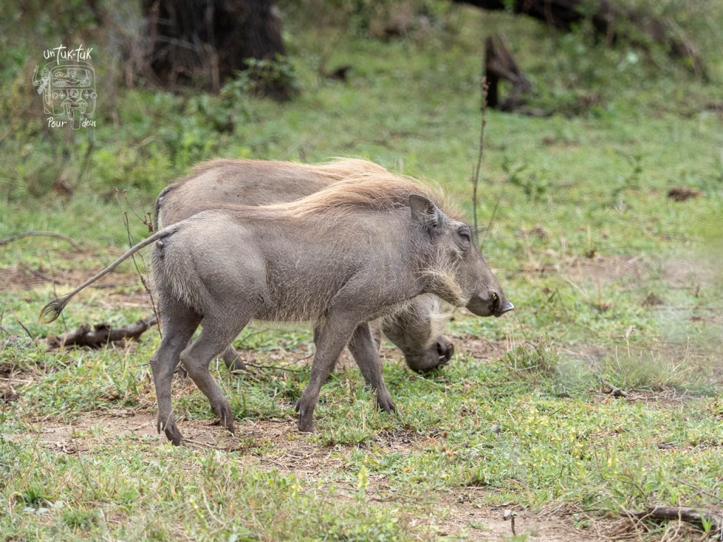 Deux phacochères marchant dans une zone herbeuse.