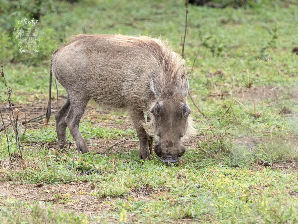 Un phacochère se nourrit sur le sol, entouré de verdure et de végétation.