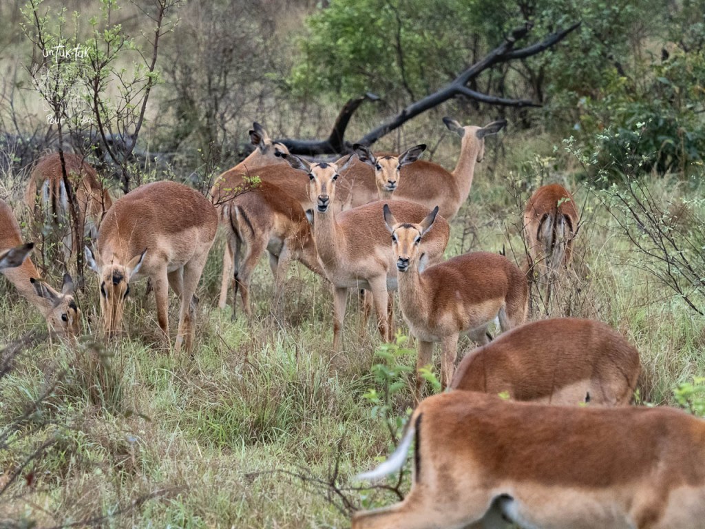 Groupe d'antilope se nourrissant dans une prairie, entouré de verdure.