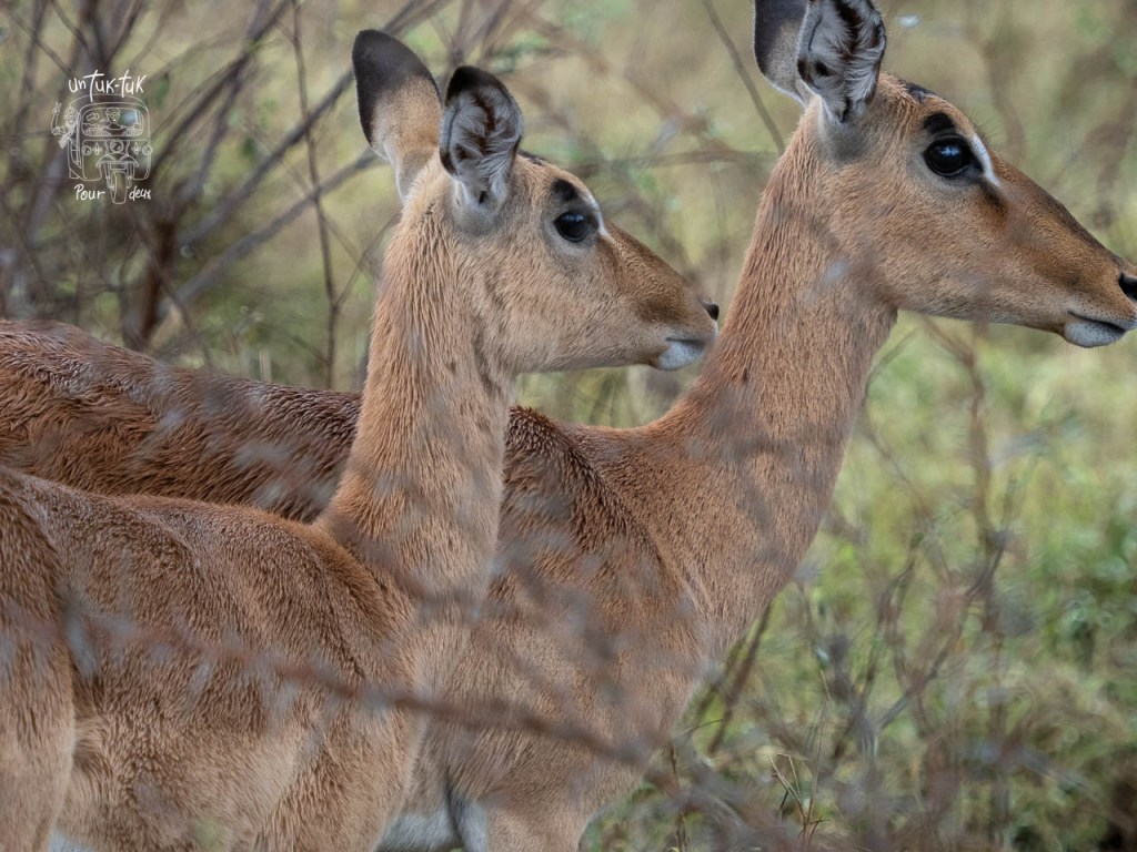 Deux antilopes observant leur environnement, avec des herbes en arrière-plan.