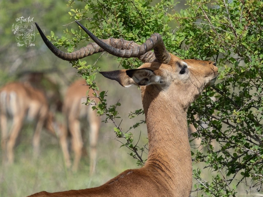 Un impala mâle se nourrit de feuilles sur un buisson, mettant en valeur ses cornes courbées.