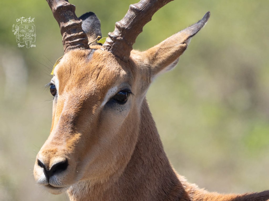 Gros plan sur un impala avec des cornes distinctives et un regard attentif.