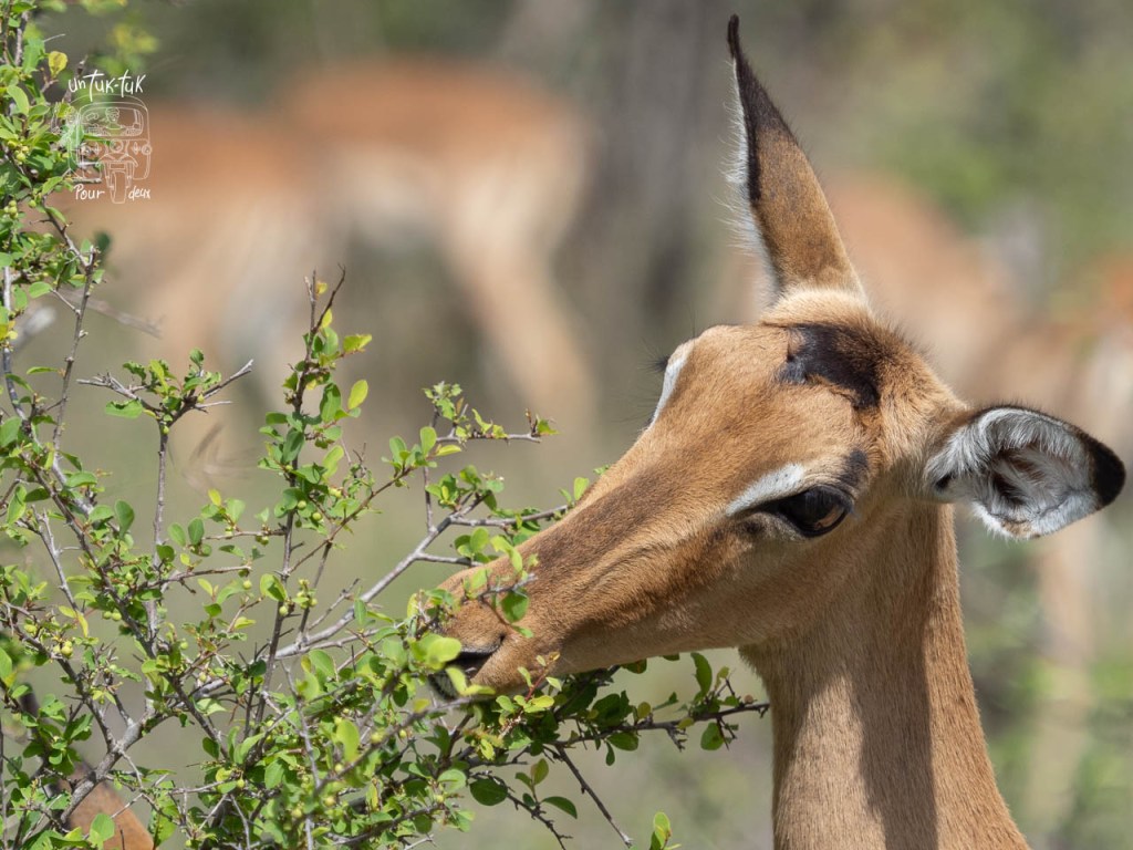 Un portrait d'une antilope se nourrissant de feuilles dans un environnement naturel.