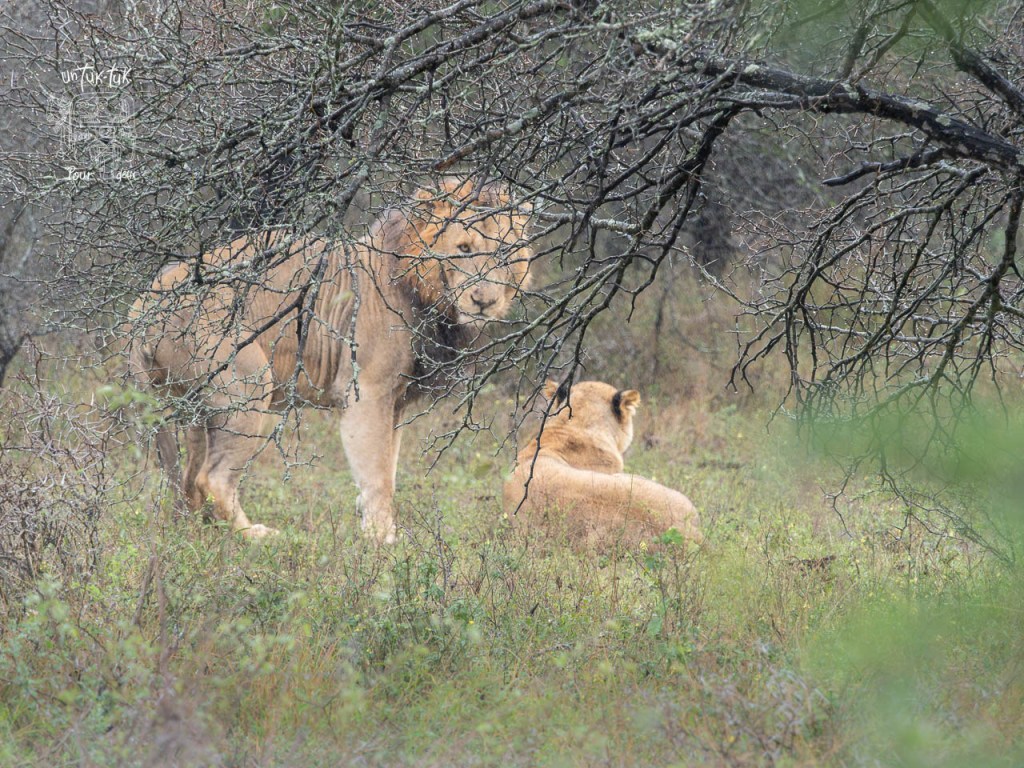 Deux lions dans un paysage sauvage, l'un regardant directement l'objectif tandis que l'autre est assis en arrière-plan.