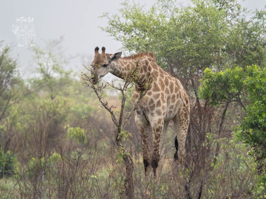 Une girafe en train de brouter des feuilles d'un arbre dans un environnement naturel.