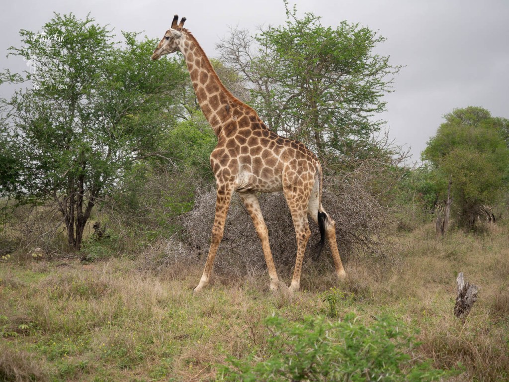 Une girafe se tenant dans un paysage naturel avec des arbres verdoyants en arrière-plan.