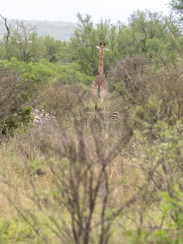 Une girafe se tient à l'arrière-plan, surplombant un groupe de zèbres dans un environnement boisé.