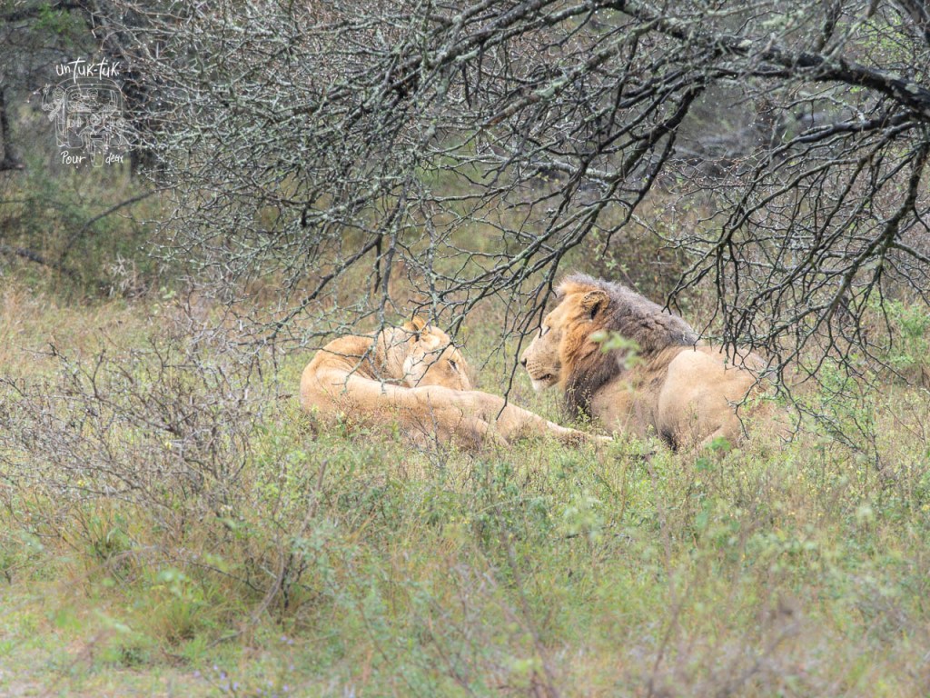 Un lion et une lionne se reposent ensemble dans un paysage sauvage couvert de verdure.
