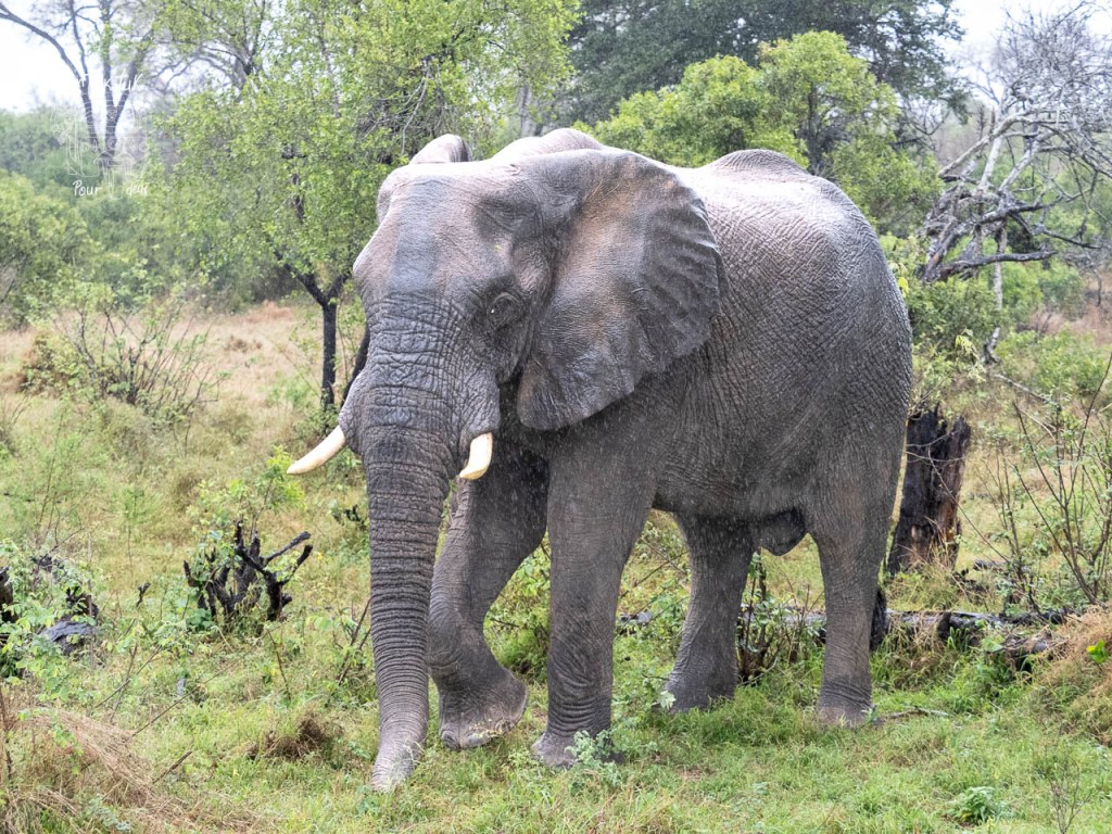 Un éléphant se tenant dans une savane verdoyante, entouré de végétation.