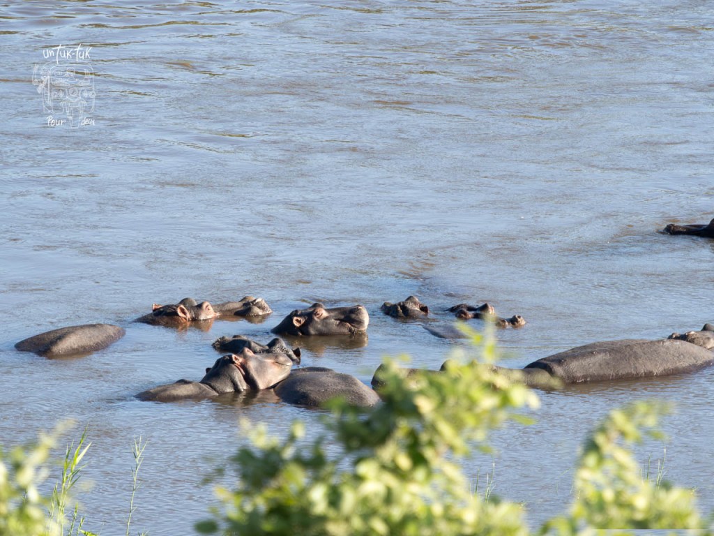 Un groupe d'hippopotames se repose dans l'eau, avec quelques têtes émergentes à la surface.