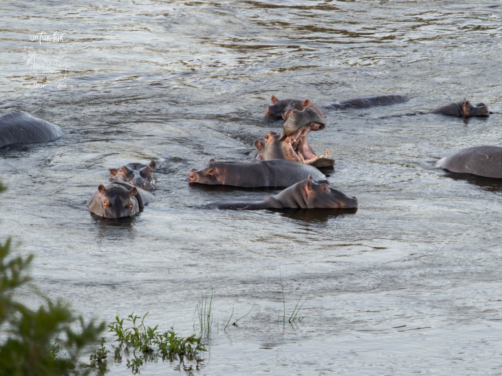 Un groupe d'hippopotames se repose dans l'eau, certains émergent à la surface tandis que d'autres sont partiellement submergés.
