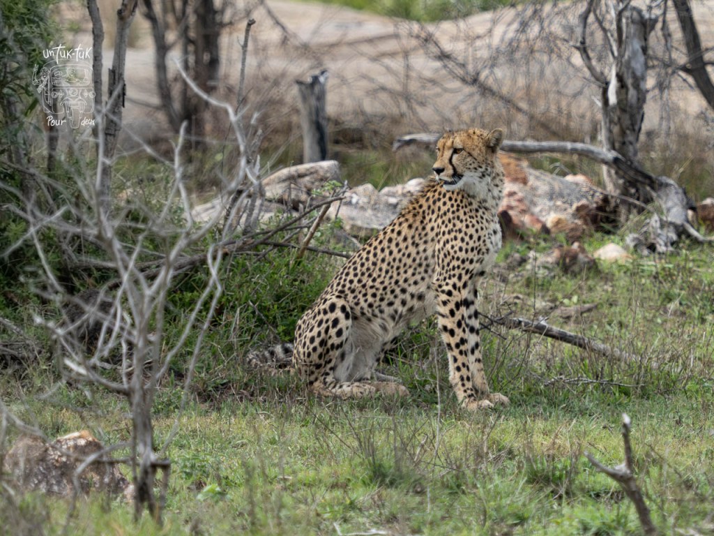 Un guépard assis dans un environnement naturel, entouré de broussailles et de pierres.