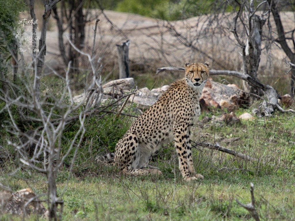 Un guépard assis dans un habitat naturel, entouré de broussailles et d'arbres secs.
