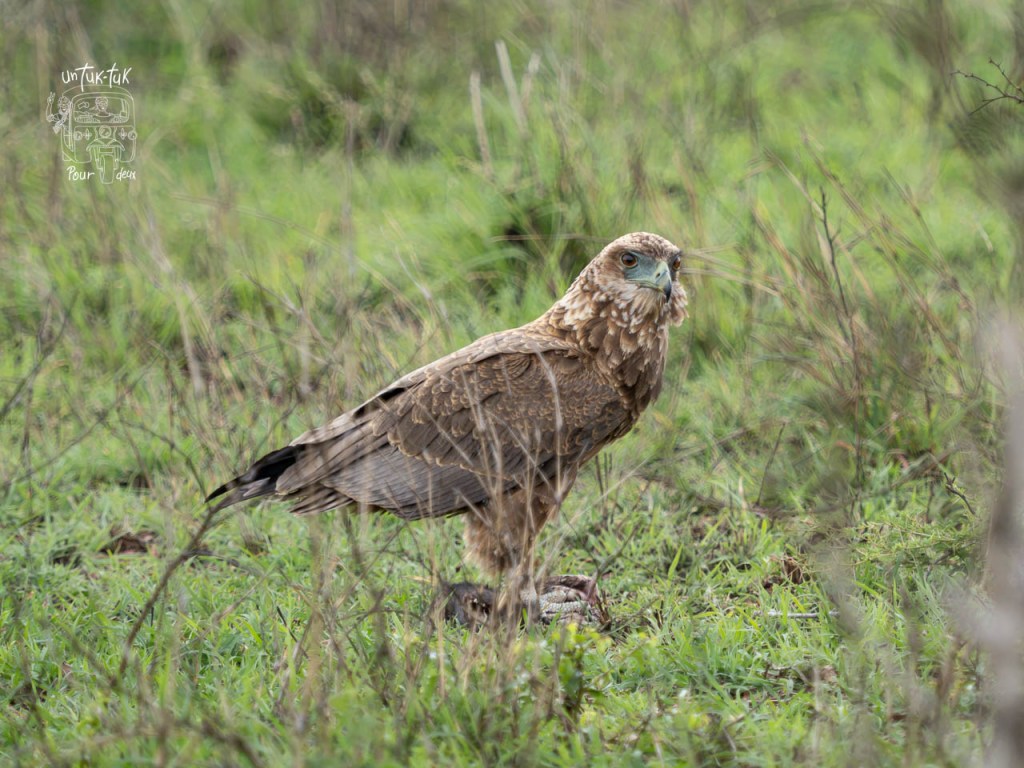 Un aigle posé sur le sol dans une prairie verdoyante, entouré d'herbes hautes.