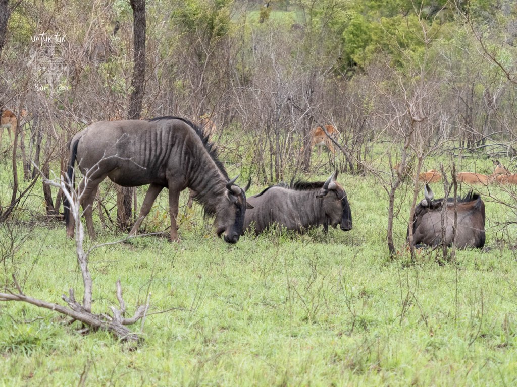 Groupe de gnous se nourrissant dans une prairie avec des arbustes à l'arrière-plan.