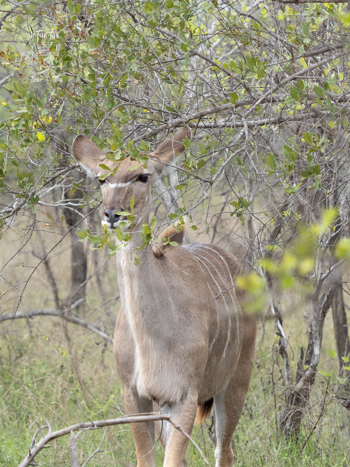 Un kudu femelle émergeant partiellement de buissons feuillus dans un paysage naturel.